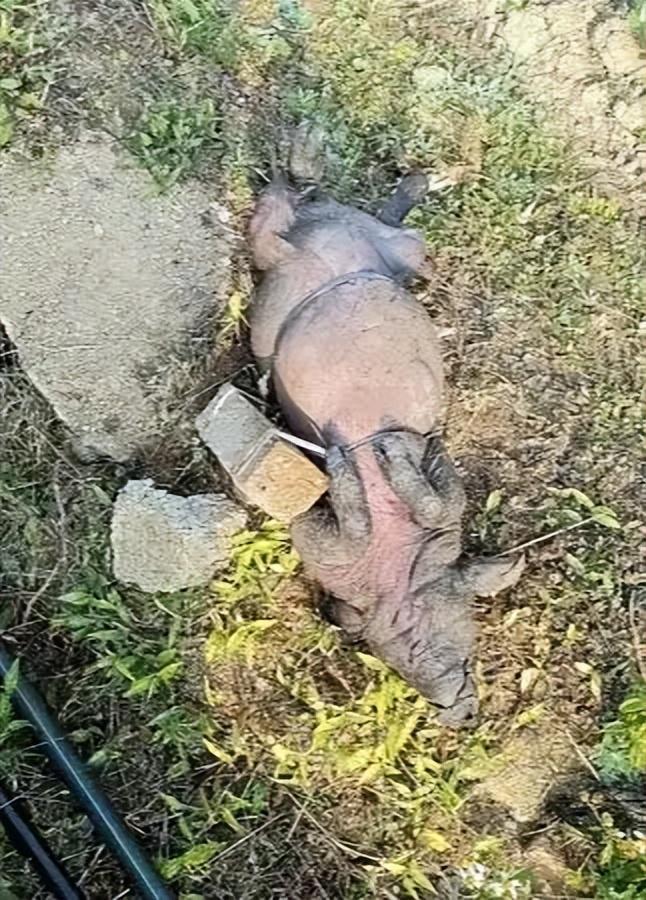 头的死猪该井供给了一半村民的饮用水瓦力棋牌广西村庄水井内发现被绑石(图1)
