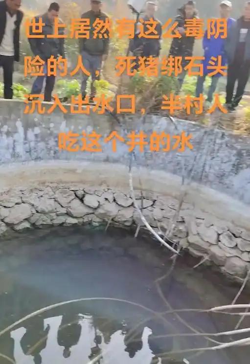 头的死猪该井供给了一半村民的饮用水瓦力棋牌广西村庄水井内发现被绑石(图2)